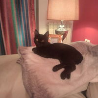 Flat for Rent in Skopje Aerodrom – 2 rooms 52 m² 350 € | 11.02.2026 | Photo 1