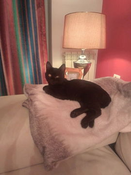 Flat for Rent in Skopje Aerodrom – 2 rooms 52 m² 350 € | 11.02.2026 | Photo 1