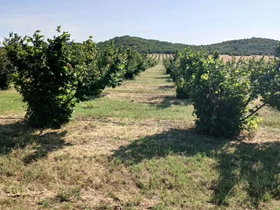 Gevgeli, 5 Oda, 360 m² Eşyalı Ticari Mülk - Satılık
