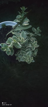 Potted Plant with Variegated Green and White Leaves | Photo 1