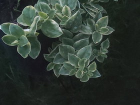 Potted Plant with Variegated Green and White Leaves