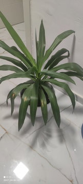 Potted Yucca Plant with Long Green Leaves | Photo 1