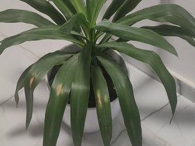 Potted Yucca Plant with Long Green Leaves