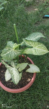 Angel Wing Syngonium with White-Green Veined Leaves – Round Red Pot | Photo 1