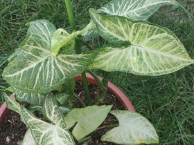 Angel Wing Syngonium with White-Green Veined Leaves – Round Red Pot