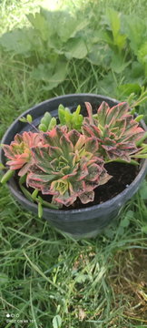 Aeonium Succulent with Green Rosette Leaves and Red Edges – Round Black Pot | Photo 1