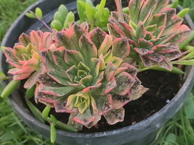 Aeonium Succulent with Green Rosette Leaves and Red Edges – Round Black Pot