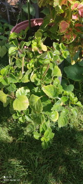 Trailing Swedish Ivy (Plectranthus verticillatus) with Bright Green Scalloped Leaves | Photo 1