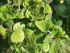 Trailing Swedish Ivy (Plectranthus verticillatus) with Bright Green Scalloped Leaves