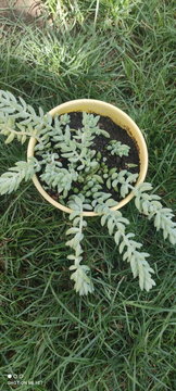 Trailing Donkey Tail (Sedum morganianum) with Blue-Green Fleshy Leaves – Yellow Pot | Photo 1
