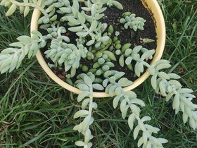 Trailing Donkey Tail (Sedum morganianum) with Blue-Green Fleshy Leaves – Yellow Pot