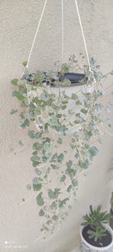 Trailing Dichondra ‘Silver Falls’ with Silver-Green Round Leaves – Hanging Pot | Photo 1