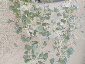 Trailing Dichondra ‘Silver Falls’ with Silver-Green Round Leaves – Hanging Pot