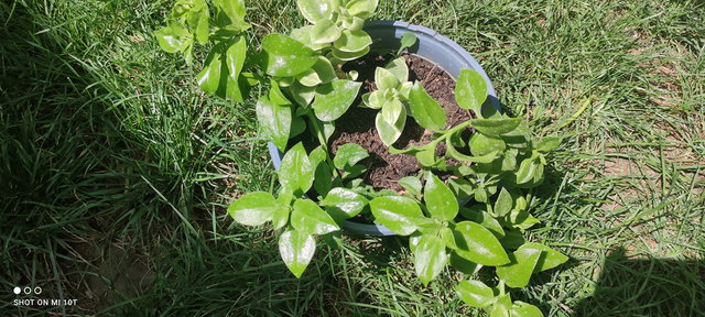 Ice Plant with Glossy Green Fleshy Leaves – Round Black Pot | Photo 1
