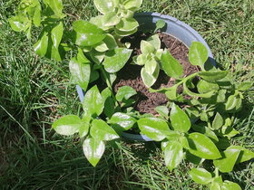 Ice Plant with Glossy Green Fleshy Leaves – Round Black Pot
